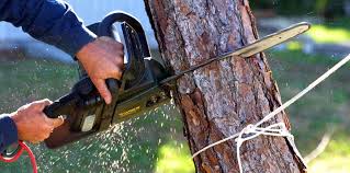 Best Stump Grinding and Removal  in Sperry, OK