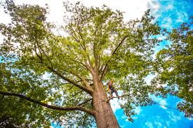Trusted Sperry, OK Tree Services Experts