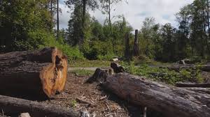 Best Utility Line Clearance  in Sperry, OK