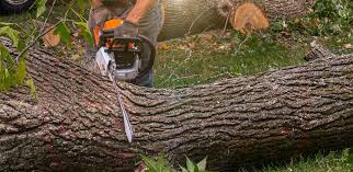 Best Tree Mulching  in Sperry, OK