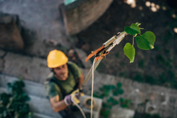 Best Firewood Processing and Delivery  in Sperry, OK