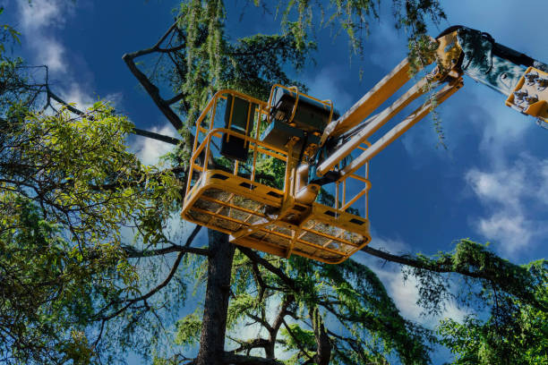 Best Tree Removal  in Sperry, OK