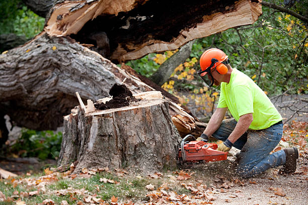 Best Fruit Tree Pruning  in Sperry, OK
