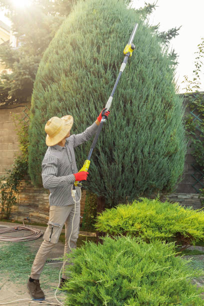 How Our Tree Care Process Works  in  Sperry, OK