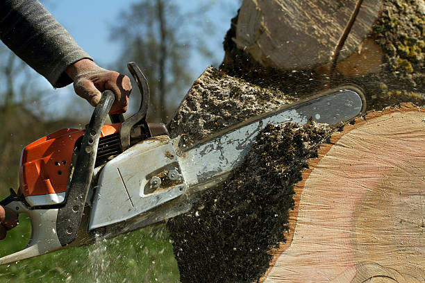 Best Tree Cabling and Bracing  in Sperry, OK