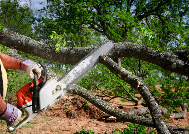 Best Lawn Renovation and Restoration  in Sperry, OK